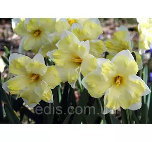 Нарцис розрізнокорончатий Cassata (Кассата) 1 цибулина 12/14 (великі) Нарцис розрізнокорончатий Cassata (Кассата) 1 цибулина 12/14 (великі)