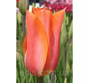 Тюльпан гігантський Perestroyka (Пєрєстройка) 3 цибулинки Тюльпан гігантський Perestroyka (Пєрєстройка) 3 цибулинки