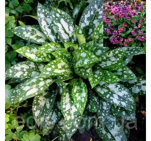 Медуниця цукрова Леопард (Pulmonaria saccharata Leopard) Медуниця цукрова Леопард (Pulmonaria saccharata Leopard)