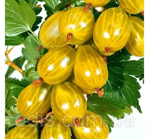 Агрус Медовий (середній) Агрус Медовий (середній)