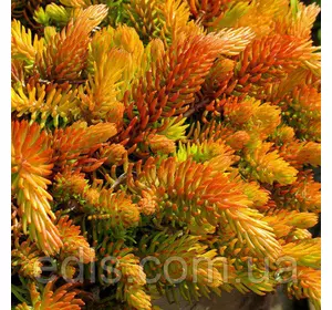 Очиток (седум) відігнутий Angelina (Ангеліна) Очиток (седум) відігнутий Angelina (Ангеліна)