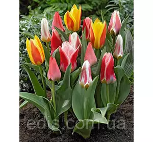Тюльпан гібрид Грейга суміш 50 шт/уп. Тюльпан гібрид Грейга суміш 50 шт/уп.