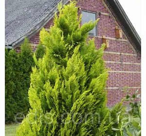 Кипарисовик Ivonne (Івонна) у контейнері Кипарисовик Ivonne (Івонна) у контейнері