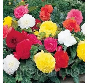 Бегонія бульбова махрова суміш 3 бульби/уп. Бегонія бульбова махрова суміш 3 бульби/уп.