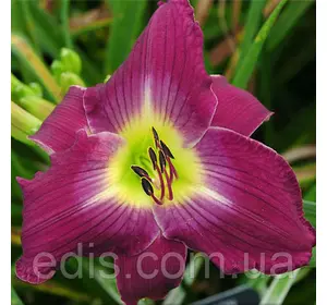 Лілейник Water Dragon кореневище Лілейник Water Dragon кореневище