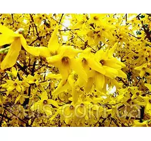 Форзиція Форзиція