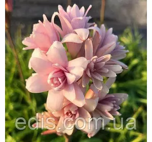 Дітка цибулин туберози рожевої 5 шт. Дітка цибулин туберози рожевої 5 шт.