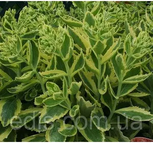 Седум вишуканий гібридний (Очіток) Elsie's Gold (Елсіс Голд) Седум вишуканий гібридний (Очіток) Elsie's Gold (Елсіс Голд)