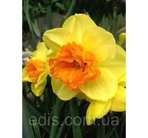 Нарцис Корончатий з махровою короною Modern Art (Модерн Арт) 12/14 1 цибулина Нарцис Корончатий з махровою короною Modern Art (Модерн Арт) 12/14 1 цибулина