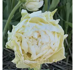 Тюльпан махровий ранній Piste (Пісте) 3 цибулинки Тюльпан махровий ранній Piste (Пісте) 3 цибулинки