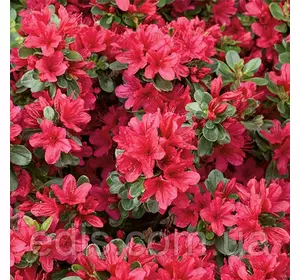 Рододендрон Stewartstown Рододендрон Stewartstown