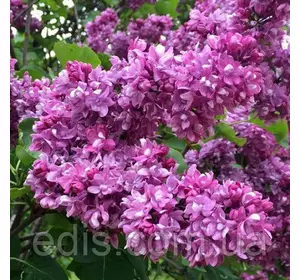 Бузок Вогні Донбасу Бузок Вогні Донбасу