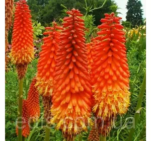 Кніфофія, багаторічник, 0,2 г, насіння Яскрава Кніфофія, багаторічник, 0,2 г, насіння Яскрава
