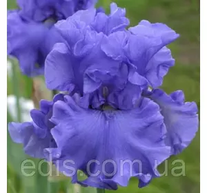 Ірис високий бородатий Merchant Marine (Мерчент Мерин) Ірис високий бородатий Merchant Marine (Мерчент Мерин)