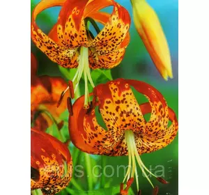 Лілія звисаюча Tigrinum Splendens (Тігрінум Спленденс) 1 цибулина 12/14 Лілія звисаюча Tigrinum Splendens (Тігрінум Спленденс) 1 цибулина 12/14