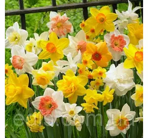 Нарцис всі види суміш 9 цибулин 3 розбір Нарцис всі види суміш 9 цибулин 3 розбір