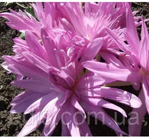 Колхикум (пізньоцвіт) Waterlily 1 цибулина 14/+ Колхикум (пізньоцвіт) Waterlily 1 цибулина 14/+