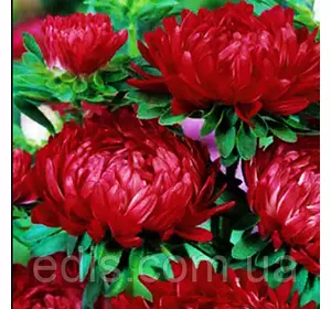 Айстра півонієподібна Темно-червона 0.3 г насіння Яскрава Айстра півонієподібна Темно-червона 0.3 г насіння Яскрава