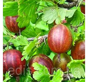 Агрус Високий замок (ранній) Агрус Високий замок (ранній)