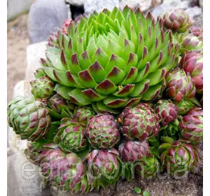 Молодило Шароносне Молодило Шароносне