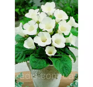 Глоксинія Mont Blanc (Мон блан) 1 бульба Глоксинія Mont Blanc (Мон блан) 1 бульба