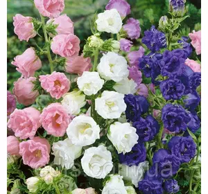 Дзвоники Садові Махрові 0,2 г, насіння Яскрава Дзвоники Садові Махрові 0,2 г, насіння Яскрава