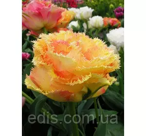 Тюльпан махровий Vaya Con Dios (Вая Кон Діос) оторочений 3 цибулинки 11/12 Тюльпан махровий Vaya Con Dios (Вая Кон Діос) оторочений 3 цибулинки 11/12