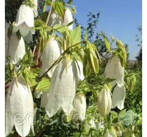 Дзвоник точковий білий, саджанці Дзвоник точковий білий, саджанці