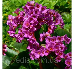 Бадан Rotblum (Ротблюм) Бадан Rotblum (Ротблюм)