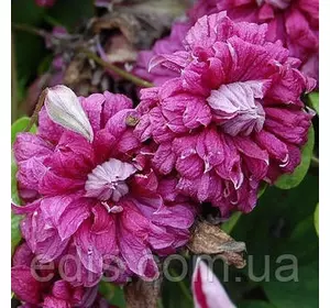 Клематис Purpurea Plena Elegans (Пурпуреа Плена Елеганс), Р14 Клематис Purpurea Plena Elegans (Пурпуреа Плена Елеганс), Р14