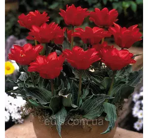 Тюльпан махровий гібрид Грейга Double Red Riding Hood (Дабл Ред рідін Худ) 3 цибулини Тюльпан махровий гібрид Грейга Double Red Riding Hood (Дабл Ред рідін Худ) 3 цибулини