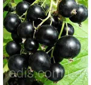 Смородина чорна Ядрена (пізня) Смородина чорна Ядрена (пізня)