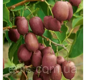 Актинідія Пурпурова (жіноча форма) 3 річна в контейнері Актинідія Пурпурова (жіноча форма) 3 річна в контейнері