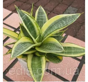 Сансевієрія Golden hahnii Кімнатна рослина, h = 10-15 Сансевієрія Golden hahnii Кімнатна рослина, h = 10-15