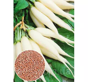 Редис Крижана бурулька 100 г, вагове насіння Яскрава Редис Крижана бурулька 100 г, вагове насіння Яскрава