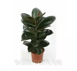 Фікус Каучуконосний Абіджан, кімнатна рослина, h=30-35 см., горщік 1 л. Фікус Каучуконосний Абіджан, кімнатна рослина, h=30-35 см., горщік 1 л.