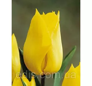 Тюльпан простий ранній Yokohama (Йокогама) 3 цибулинки Тюльпан простий ранній Yokohama (Йокогама) 3 цибулинки