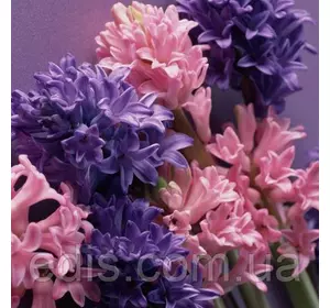 Арт-набір Гортензія, 2 цибулини гіацинтів Арт-набір Гортензія, 2 цибулини гіацинтів