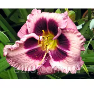 Лілейник Macbeth кореневище Лілейник Macbeth кореневище