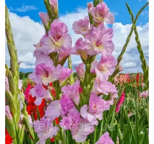 Гладіолус гофрований Magenta Princess (Меджента Прінсес) 3 шт/уп. 12/14 Гладіолус гофрований Magenta Princess (Меджента Прінсес) 3 шт/уп. 12/14