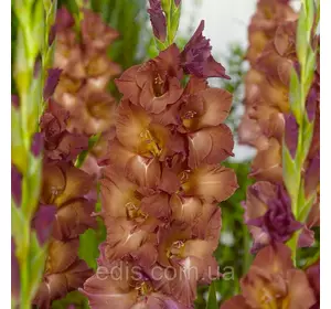 Гладіолус Brown Sugar (Браун Шуга) 10/12 3 цибулини/, великобарвковий Гладіолус Brown Sugar (Браун Шуга) 10/12 3 цибулини/, великобарвковий