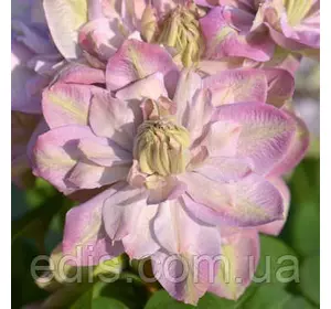 Клематис Innocent Blush (Інносент Блаш) Клематис Innocent Blush (Інносент Блаш)
