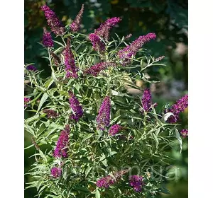 Буддлея Давида Butterfly Tower в контейнері Буддлея Давида Butterfly Tower в контейнері