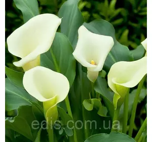 Калла Mint Julep (Мінт Джулеп) 1 бульба Калла Mint Julep (Мінт Джулеп) 1 бульба