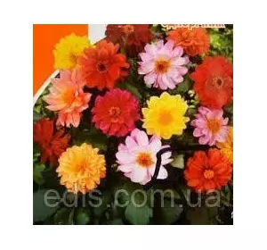 Жоржини Чудовий балкон 0,2 г, насіння Яскрава Жоржини Чудовий балкон 0,2 г, насіння Яскрава