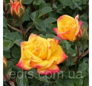 Троянда бордюрна Жовто-червона Троянда бордюрна Жовто-червона