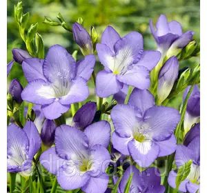 Фрезія проста пурпурна 5 цибулин Фрезія проста пурпурна 5 цибулин