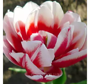 Тюльпан махровий пізній Horizon 3 цибулинки Тюльпан махровий пізній Horizon 3 цибулинки