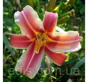 Лілейник Ribbonette (Ріббонетт) кореневище Лілейник Ribbonette (Ріббонетт) кореневище