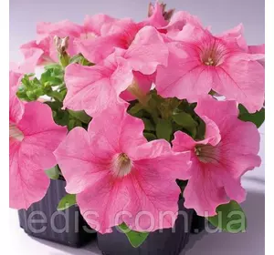 Петунія мініатюрна Рожева 0,1 г насіння Яскрава Петунія мініатюрна Рожева 0,1 г насіння Яскрава